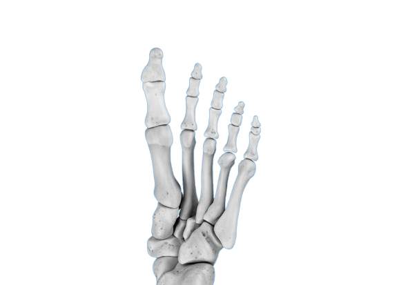 Pathologies du pied